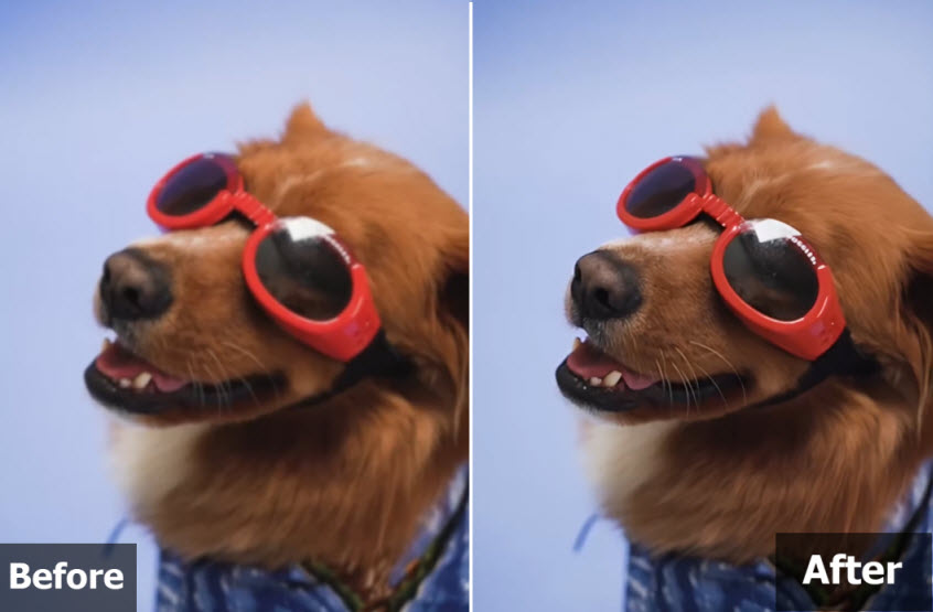 Winxvideo AI upscale and deblur dog