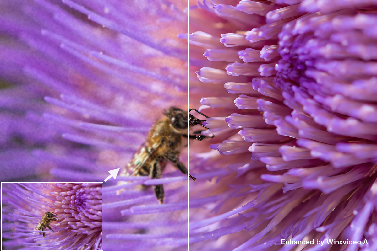 upscale image with winxvideo ai