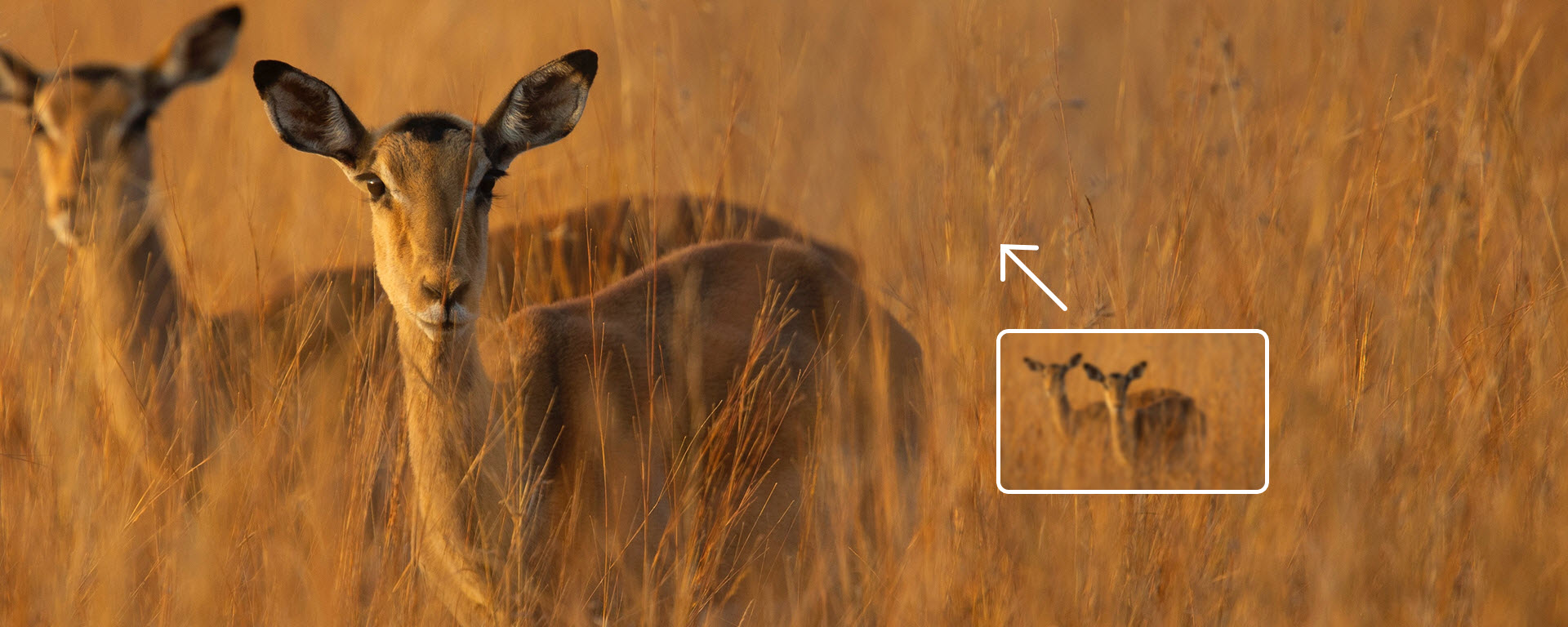 Mejorar fotografías de vida silvestre